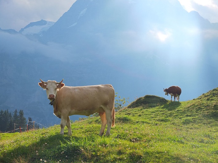 Communiqué de presse: Stop à une «fausse idylle» – limiter la publicité pour la viande aux produits issus de programmes de bien-être animal