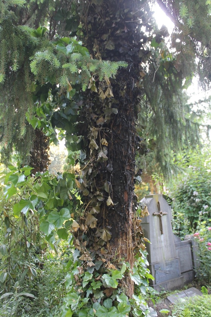 POL-AC: Feuer auf dem Ostfriedhof - viele Bäume beschädigt