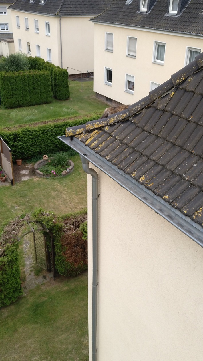 FW-DO: 28.06.2020 Dortmund-Asseln Feuerwehr rettet Katze vom Dach