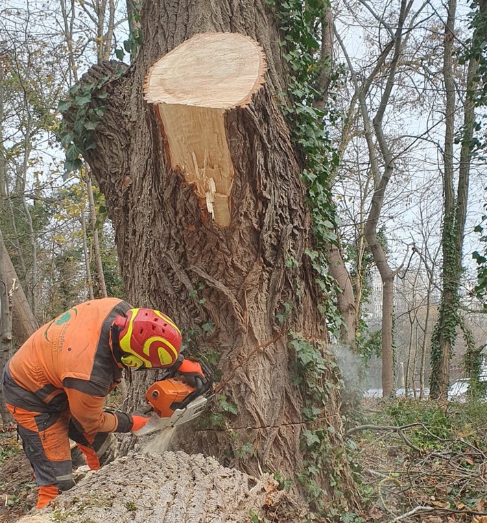 Umsetzung von Fällvorhaben: Eine Aufgabe für Baumexperten