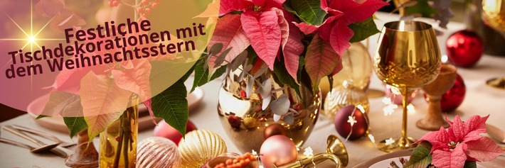 Es wird festlich! Tipps und Ideen für Tischdekorationen mit Weihnachtssternen