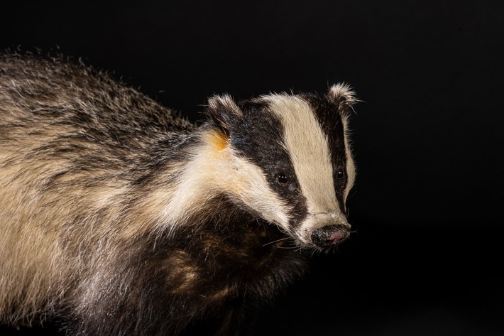Mittagsführung zum Dachs im Naturmuseum SO