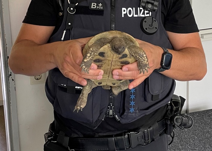 POL-HL: HL-Genin / Schildkröte auf Parkplatz gefunden - wer kennt den Besitzer?