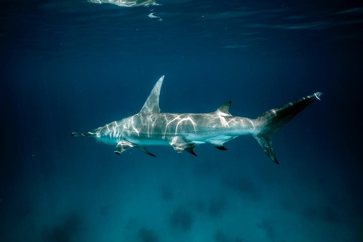 Neue Studie zum internationalen Haifischhandel
