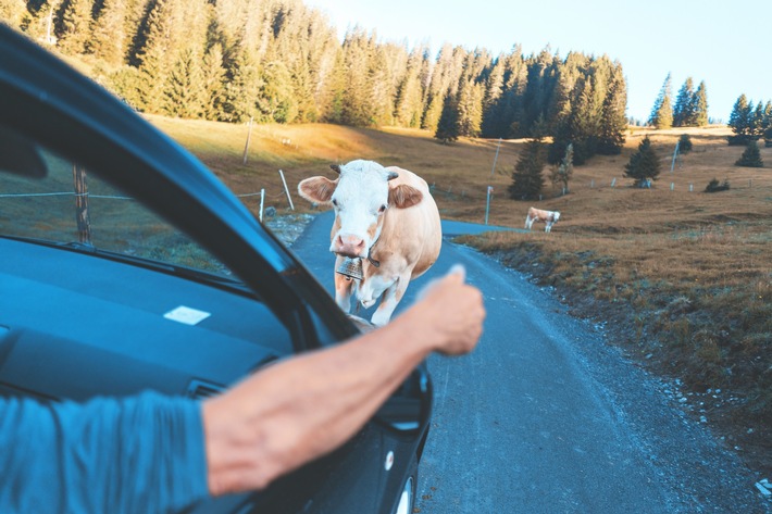 Ankauf von Autos in der Schweiz für den Export