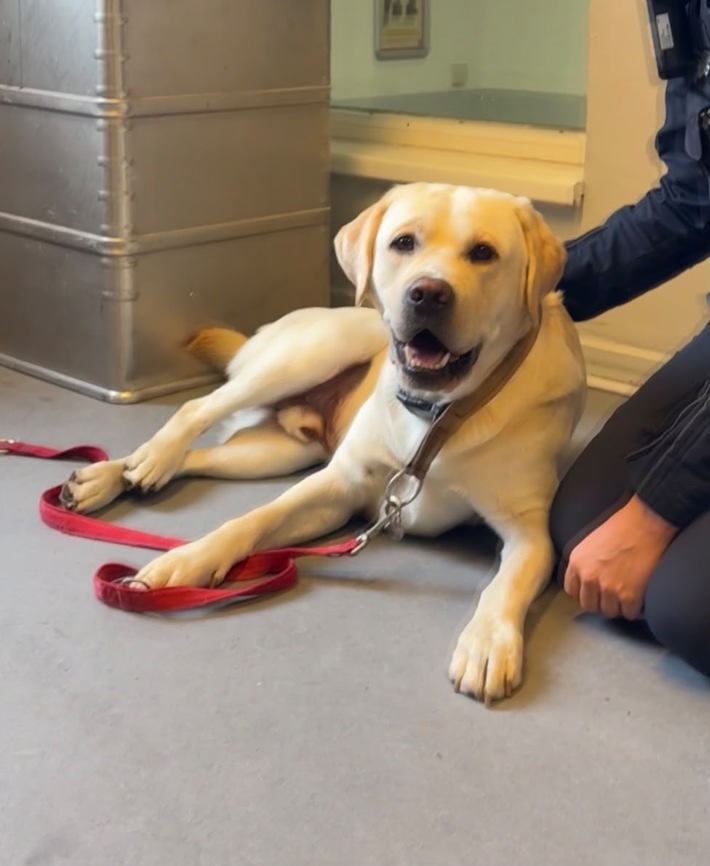 POL-KI: 260917.1 Kiel: Kurzer Ausflug mit Kuschelpause: Fundhund zurück bei seinem Herrchen