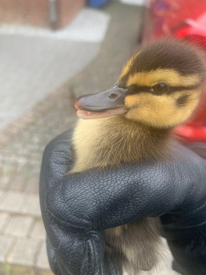 POL-NE: Tierischer Familienausflug endet mit kurzfristigem Polizeitransport