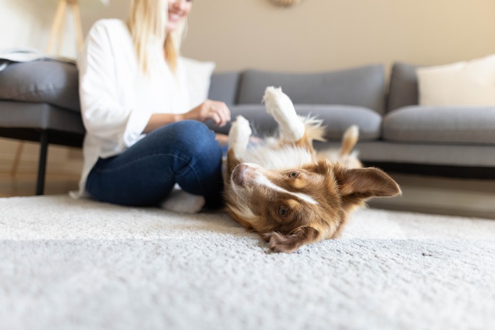 Vereinfachte Diabetes-Behandlung bei Hunden: Längerwirksame Insuline ermöglichen seltenere Injektionen im Idealfall nur noch 1 Piks pro Tag nötig