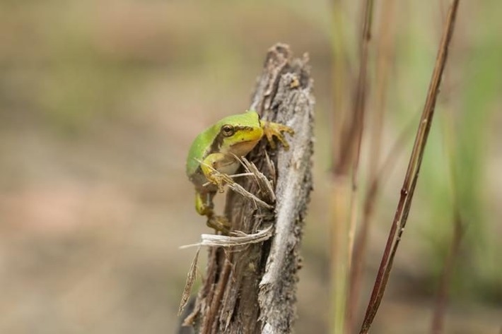 PM Rettungsprojekt für den Laubfrosch im Landkreis Ravensburg läuft auf Hochtouren
