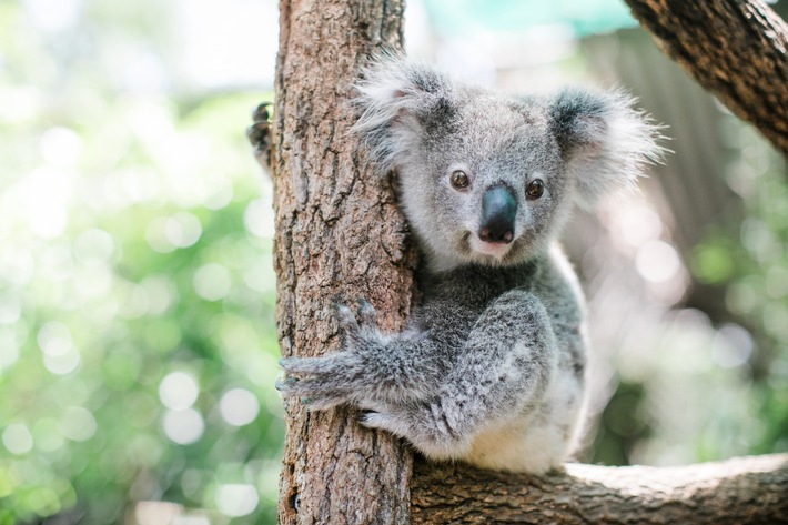 Koalas in Gefahr, besserer Schutz möglich