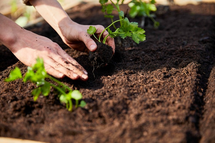 Thymian, Schnittlauch & Co.: Tipps für den perfekten Kräutergarten