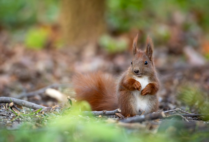 PM Das Eichhörnchen ist Gartentier des Jahres 2026