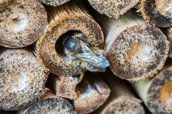 Aktuelle forsa-Umfrage* zum Tag der Biene