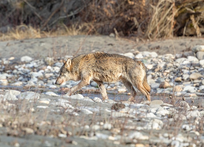 Der Kanton Neuenburg zeigt „Defend the Wolf“ an – Wildtierschutz Schweiz prüft rechtliche Schritte