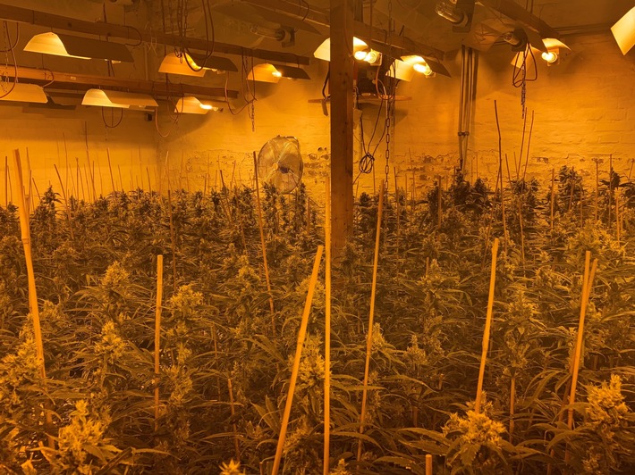 POL-MG: Nachtrag zu &quot;Ermittler hatten &quot;das richtige Näschen&quot;: Cannabis-Plantage sichergestellt und drei Männer vorläufig festgenommen&quot;: BILDER