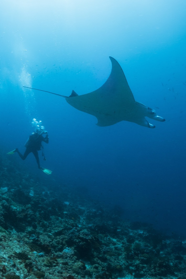 Tanz mit den Mantas – Direkt vor Milaidhoo Maldives – Ein unvergessliches Abenteuer