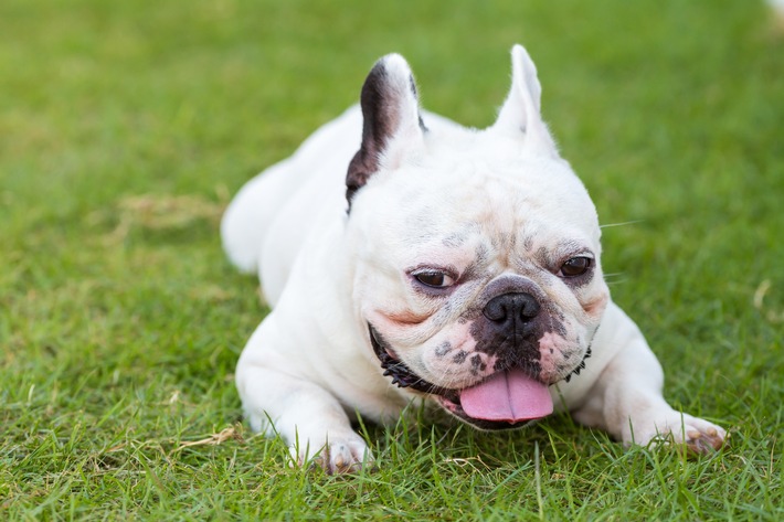 Kurze Nase - wenig Luft: Qualzucht bei kurzschnäuzigen Hunden und Katzen bleibt ein Tierschutzproblem