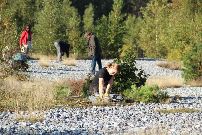 DBU-Naturerbefläche Prora auf Rügen wird von Freiwilligen des Bergwaldprojeks gepflegt