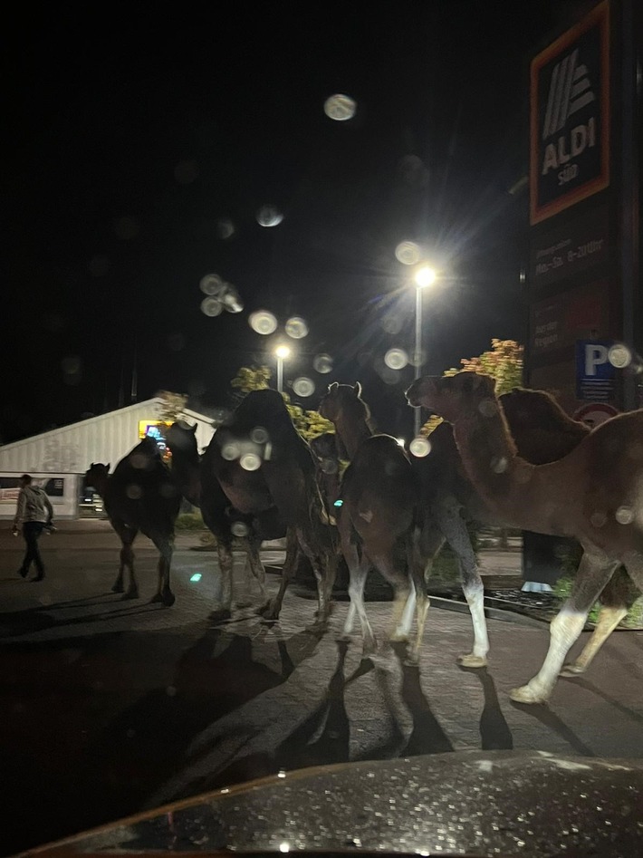 POL-PDKH: Kamele laufen durch Bretzenheim