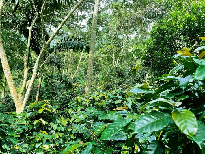 Naturnaher Chacra-Anbau schaftt Einkommen für Kaffeefamilien