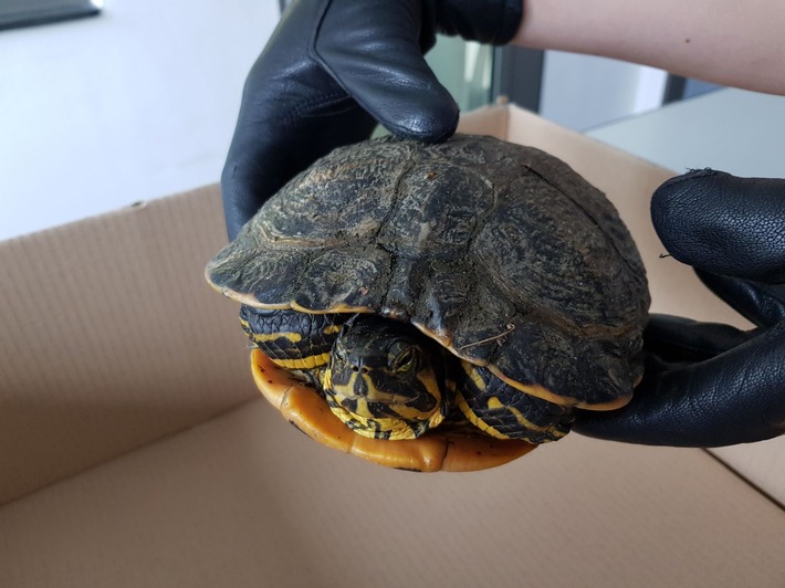 POL-WES: Dinslaken - Passant entdeckte Schildkröte auf der Straße / Polizei sucht Besitzer