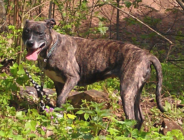 POL-HM: Hund ausgesetzt