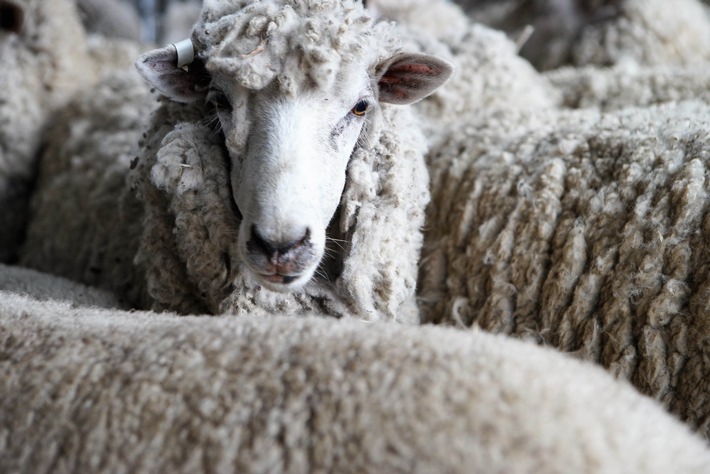 Merino-Boom: "ZDFzoom" über den wahren Preis der Kuschel-Wolle (FOTO)