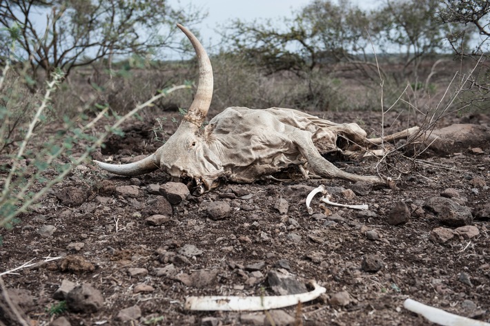 Dürrekatastrophe in Afrika verschlimmert sich