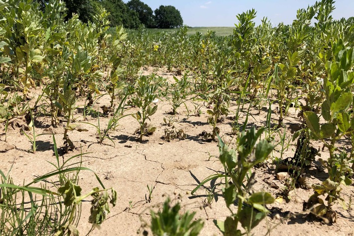 Klimakrise auf dem Acker: "planet e." im ZDF über neue Strategien für Landwirte (FOTO)