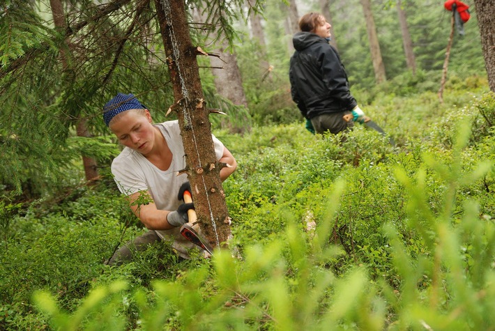 100 Freiwillige mit dem Bergwaldprojekt in Fichtelberg im Einsatz für das Auerhuhn