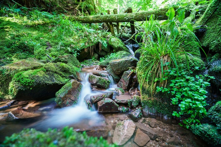 Presse-Feature: Wir sind raus - Trekkingcamps im Schwarzwald