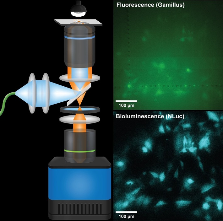New Microscope Brings Glowing Cells into Focus