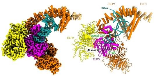 Mutationskrankheiten: Kasseler und Krakauer Forschende entschlüsseln entscheidenden Protein-Komplex