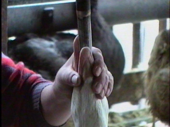 Les méthodes de production contraire au bien-être animal et interdites en Suisse seront déclarées