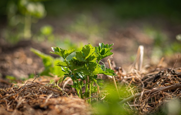 ++ Ökotipp: Wasser im Garten halten – Mulchen schützt vor Austrocknung ++