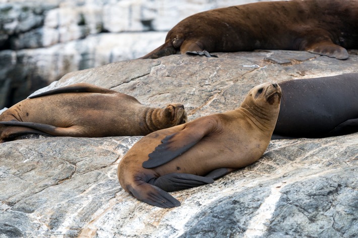 Faszinierende Tierbeobachtungen in Chile: Ein Paradies für Natur- und Wildlife-Liebhaber