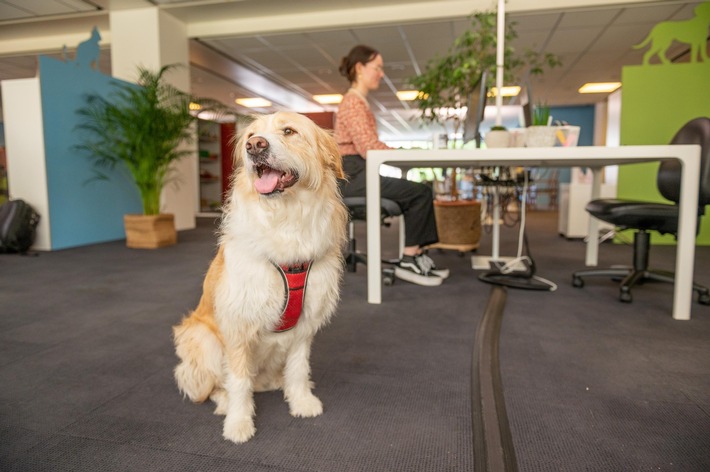 Hunde bereichern das Büro / Die VIER PFOTEN-Kampagne «Dogs on Board– für hundefreundliche Arbeitsplätze» machts möglich