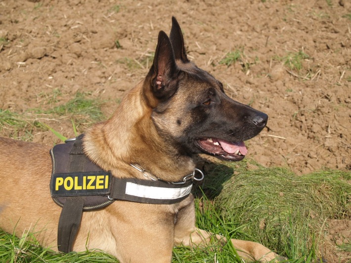 POL-D: Geschäftseinbruch in Oberbilk - Diensthund Moses &quot;schnappt&quot; 29-jährigen Täter - Festnahme - Haftrichter