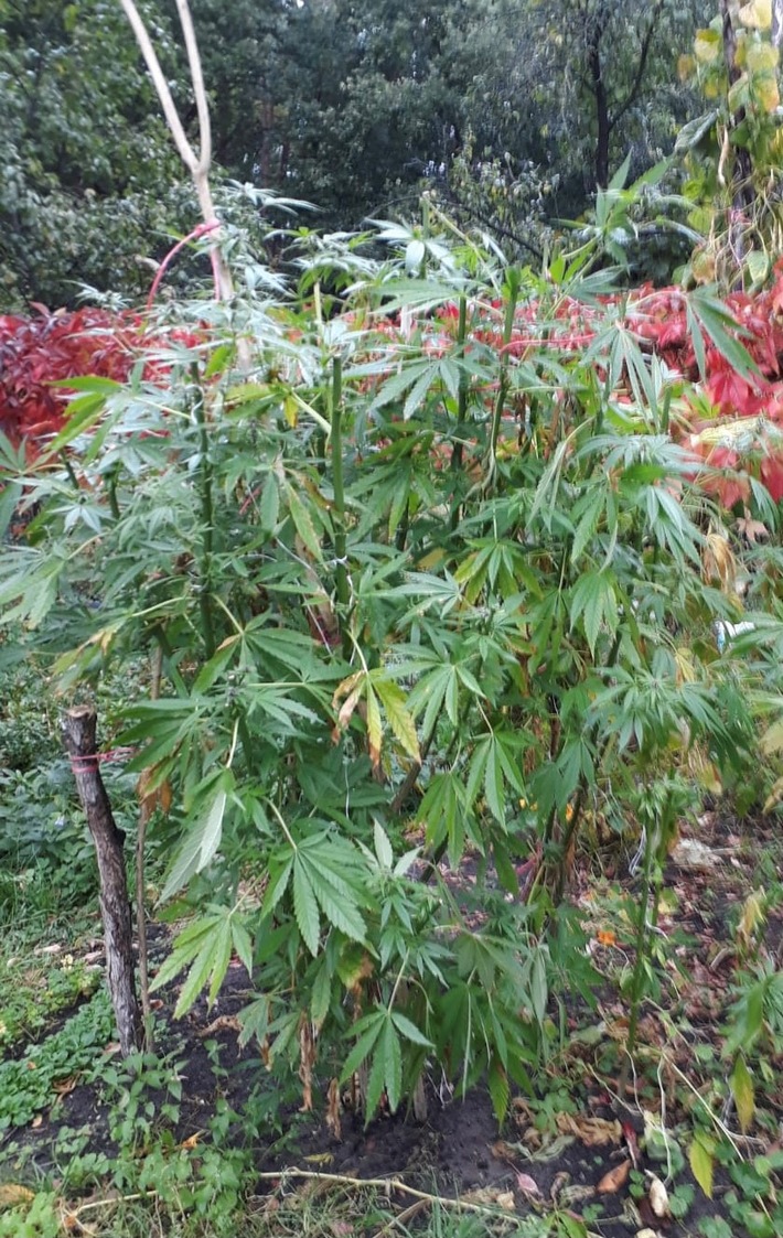 POL-HK: Häuslingen: Cannabispflanzen im Garten