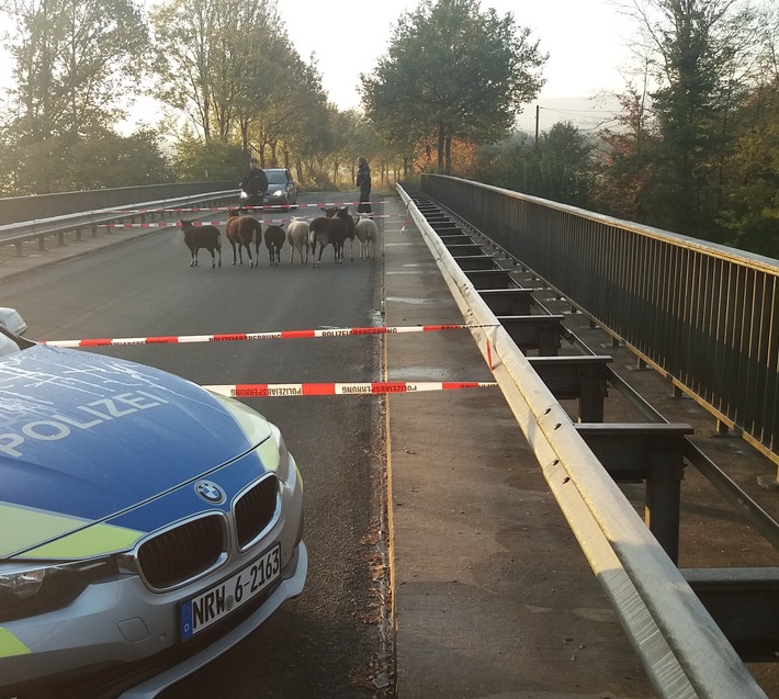 POL-ST: Ibbenbüren-Laggenbeck, Schafe auf Autobahnbrücke, Polizei im Einsatz -Foto-