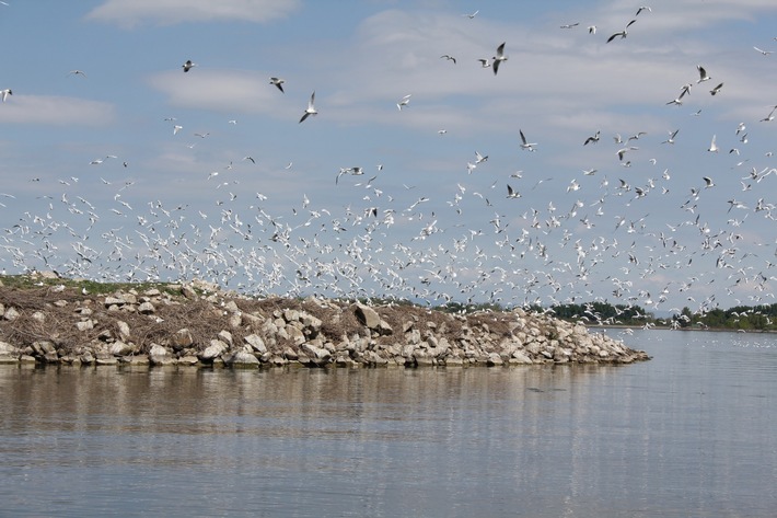 DBU: Slowakei -  Brutsituation für Wasservögel an der Donau verbessert