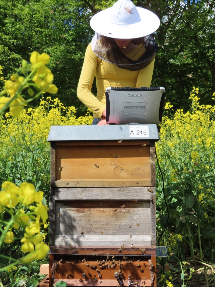 Frühwarnsystem zum Schutz der Honigbiene / DBU-Projekt &quot;BeeCheck&quot;- Weltbienentag am 20. Mai