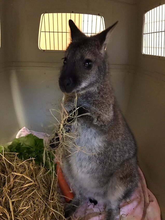 POL-WES: Sonsbeck / Xanten / Alpen - &quot;Skippy&quot; hat ein Zuhause!


&quot;Skippy&quot; hat ein Zuhause!



&quot;Skippy&quot; hat ein Zuhause!