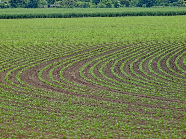 Rübenanbauvertrag 2023 der Nordzucker trifft ins Schwarze