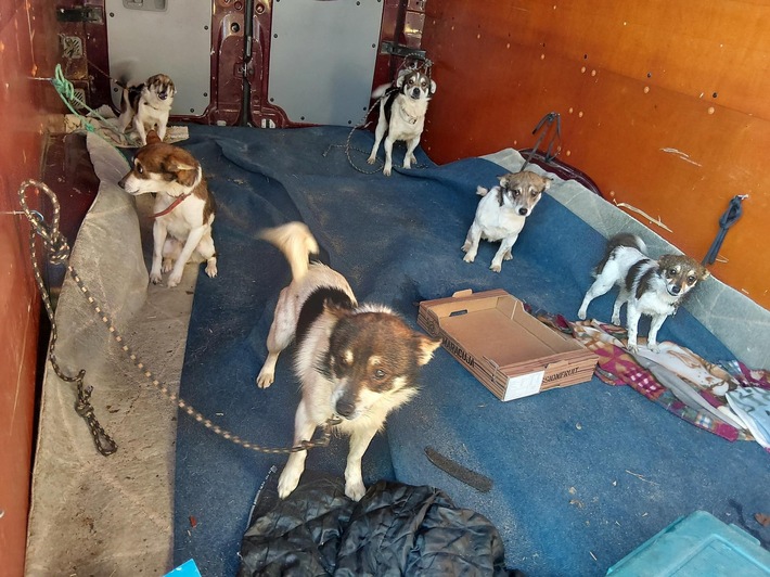 BPOLI LUD: Bundespolizei stoppt Transporter mit elf Hunden an der Grenze