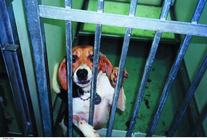 PM - Import von 270 Beagle-Hunden aus den USA - Tierschutzbund verurteilt Tierversuche