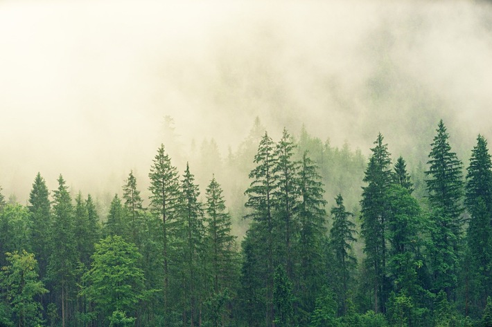 Als Unternehmen engagiert im Wald- und Klimaschutz: GNF und OroVerde erklären, wie´s geht