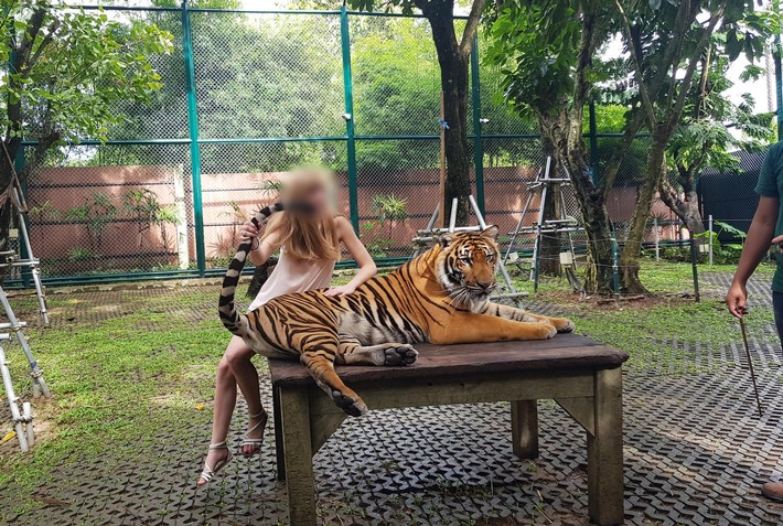 Tiger King : la déclaration de QUATRE PATTES sur le bien-être animal des grands félins en captivité