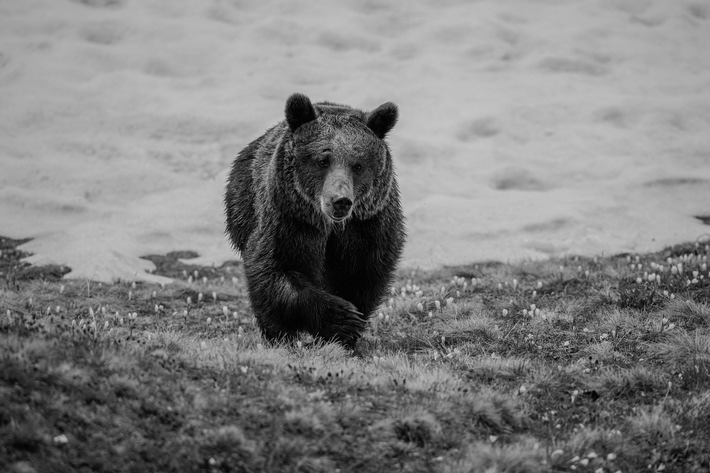 Arosa Terre des Ours pleure la disparition de l’ourse Jambolina