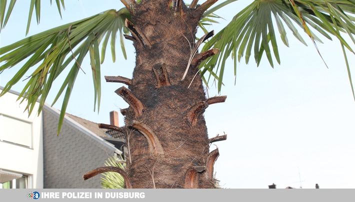 POL-DU: Großenbaum: Palmen angezündet - Zeugen gesucht